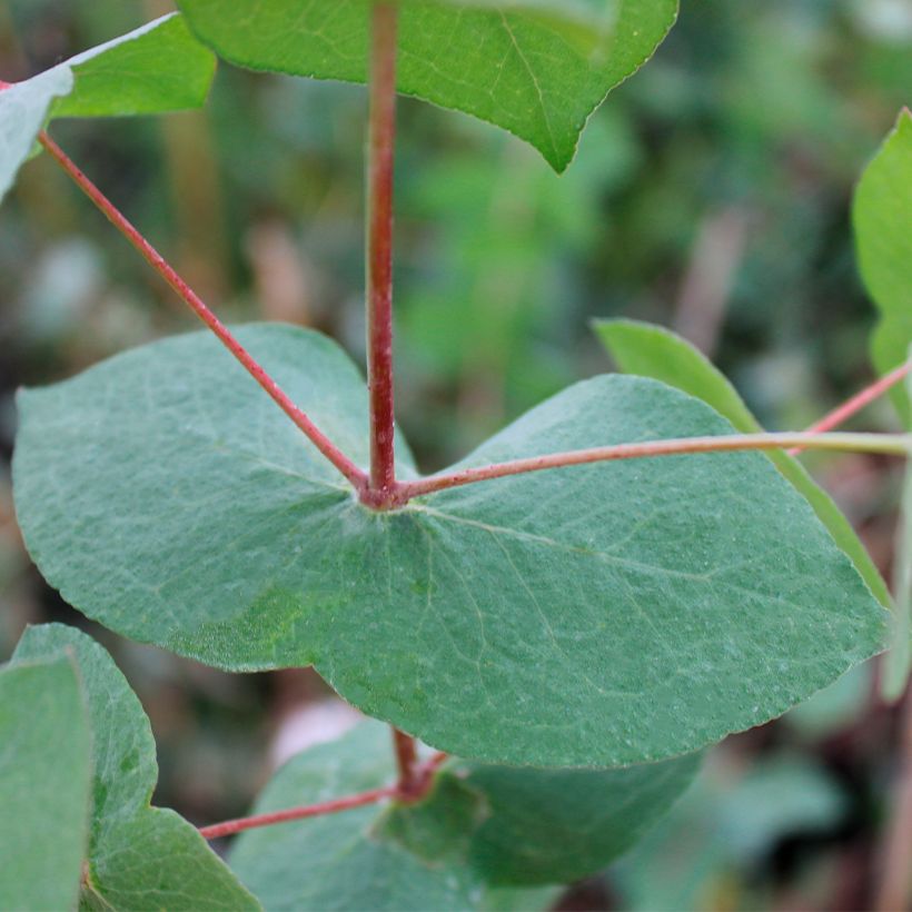 Eucalyptus risdonii (Folhagem)