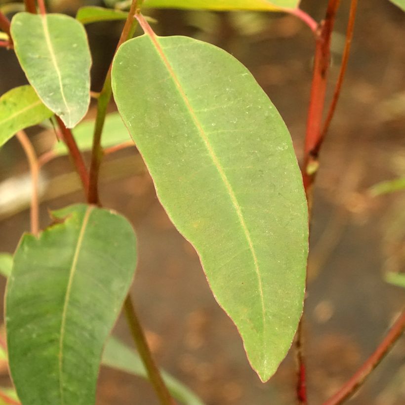 Eucalyptus robusta (Folhagem)