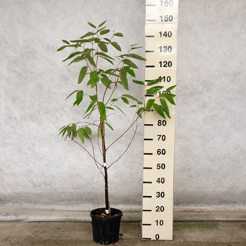 Amostra de Eucalyptus robusta Vaso de 4 L/5 L tal como entregue no outono