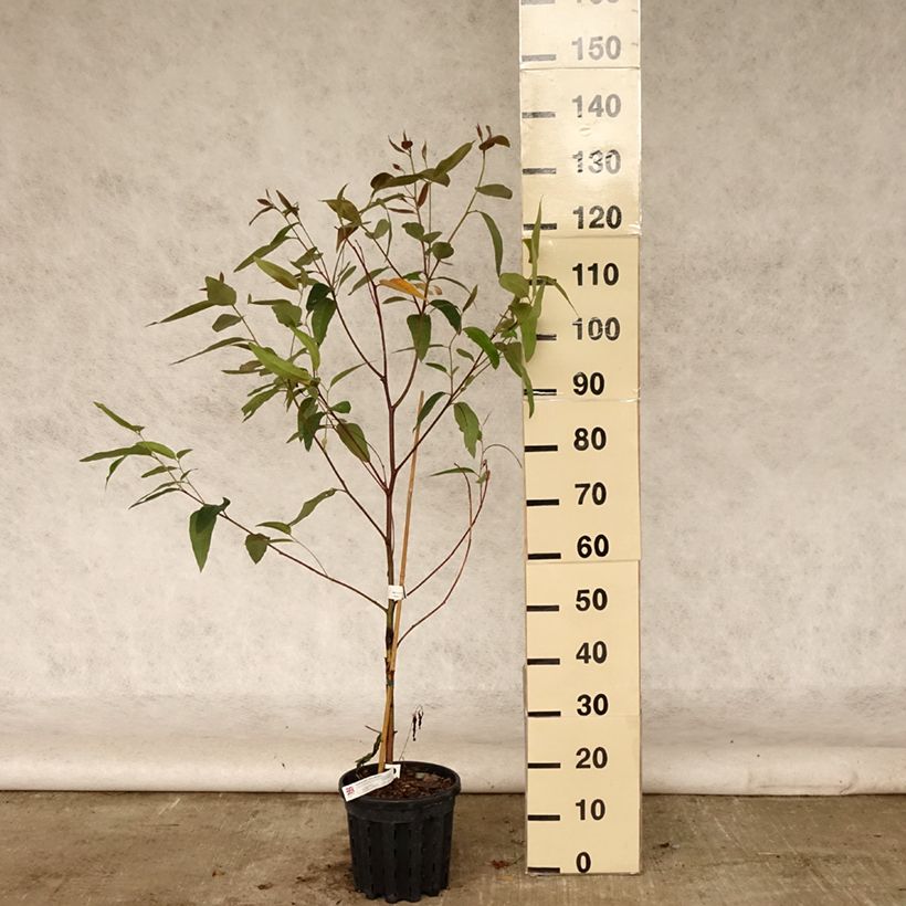 Amostra de Eucalyptus robusta Vaso de 4 L/5 L tal como entregue no verão
