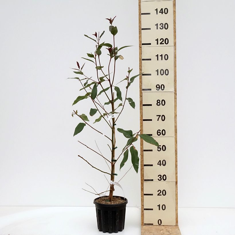 Amostra de Eucalyptus robusta Vaso de 4 L/5 L tal como entregue na primavera