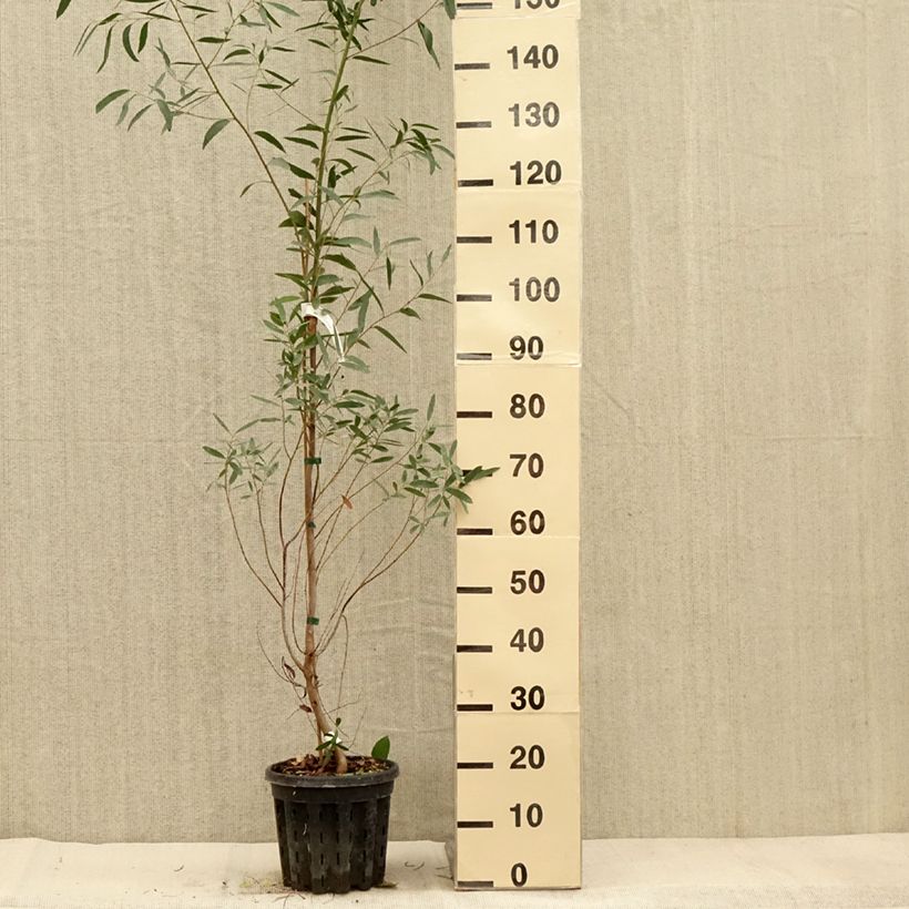 Amostra de Eucalyptus rodwayi Vaso de 4 L/5 L tal como entregue no outono
