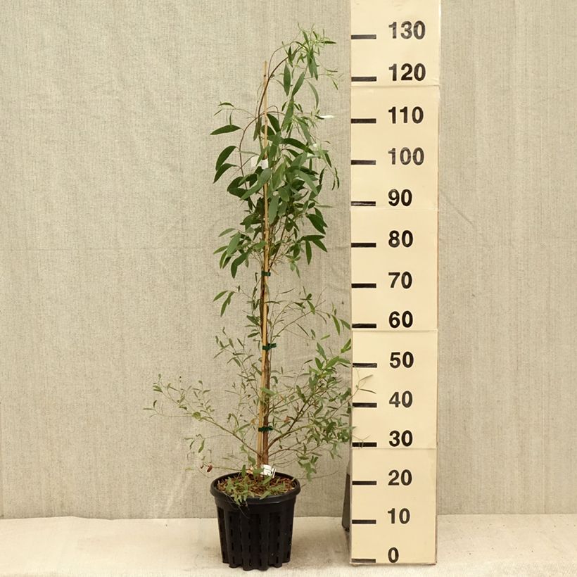 Amostra de Eucalyptus rodwayi Vaso de 4 L/5 L tal como entregue no verão