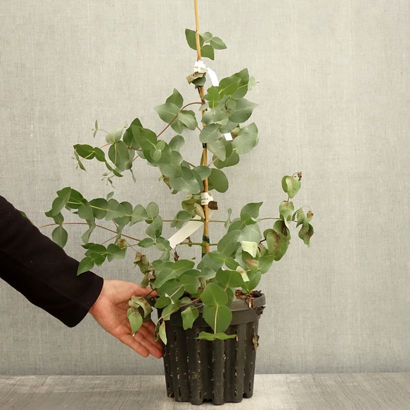 Amostra de Eucalyptus rubida Vaso de 4 L/5 L tal como entregue no outono