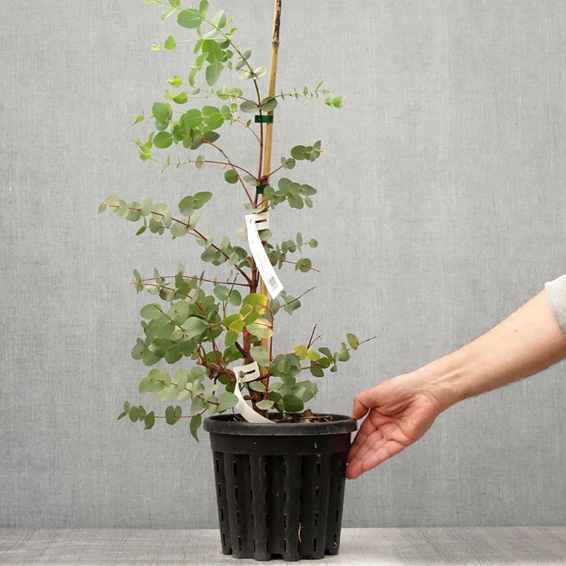 Amostra de Eucalyptus rubida Vaso de 4 L/5 L tal como entregue no verão