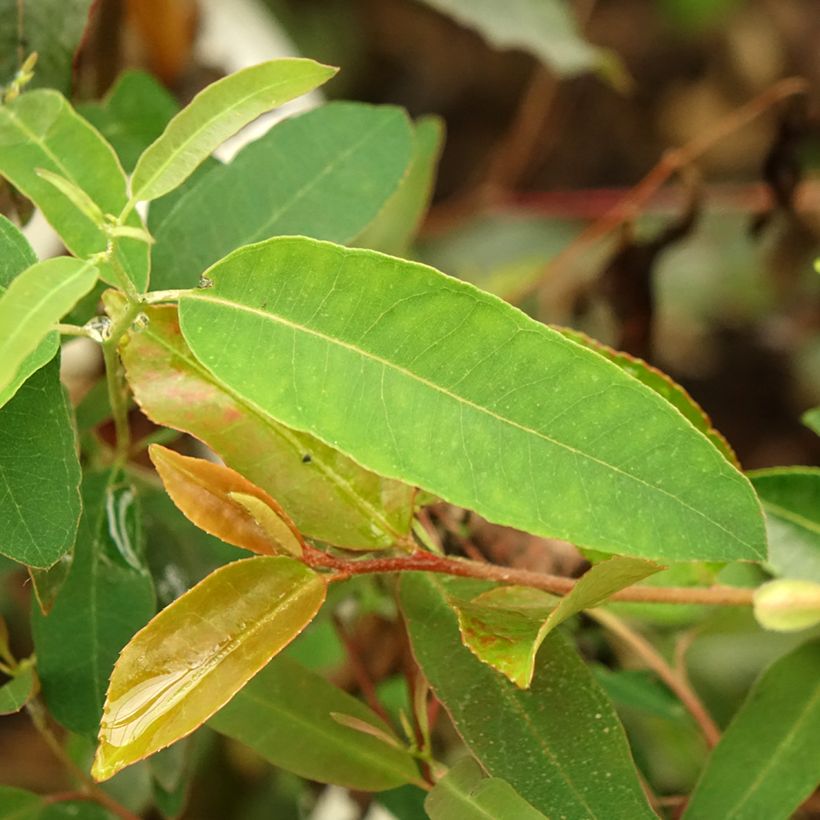 Eucalyptus saligna (Folhagem)