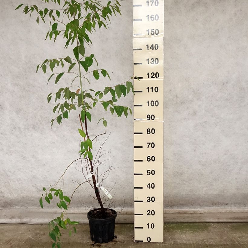 Amostra de Eucalyptus saligna Vaso de 4 L/5 L tal como entregue no outono