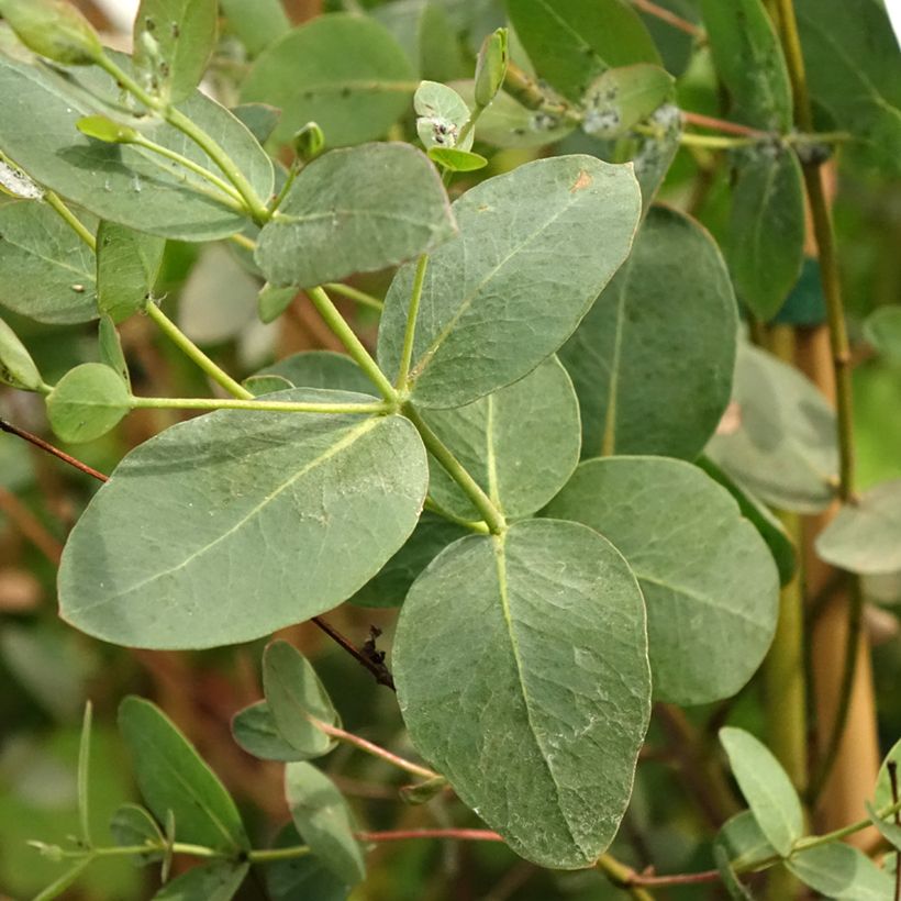 Eucalyptus saxatilis (Folhagem)