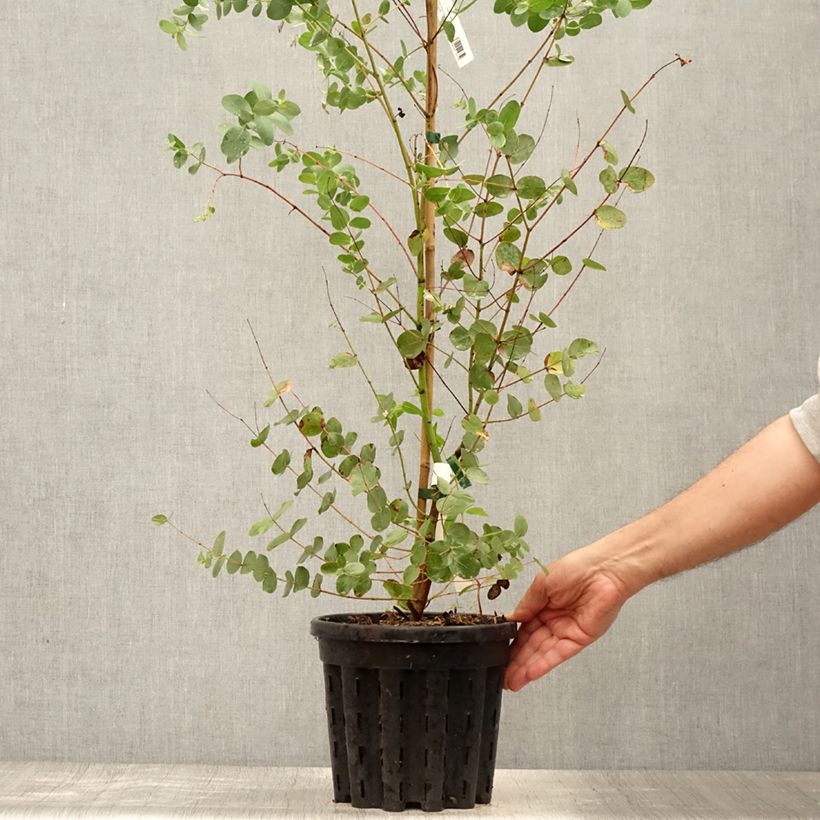 Amostra de Eucalyptus saxatilis Vaso de 4 L/5 L tal como entregue no verão