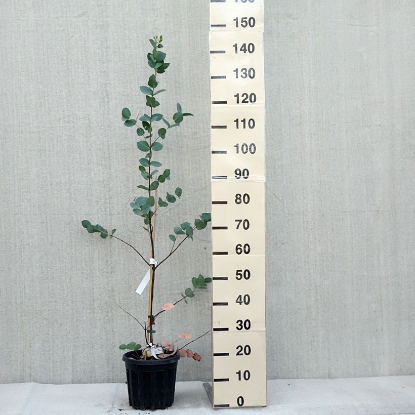 Amostra de Eucalyptus stellulata Vaso de 3 L/4 L tal como entregue no outono