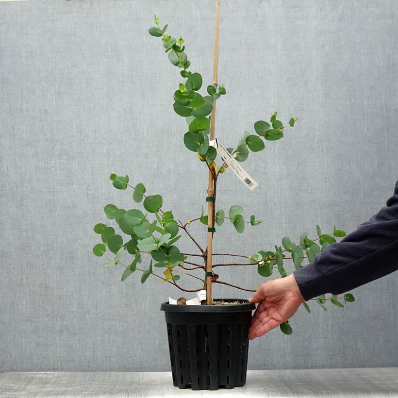Amostra de Eucalyptus stellulata Vaso de 3 L/4 L tal como entregue no verão