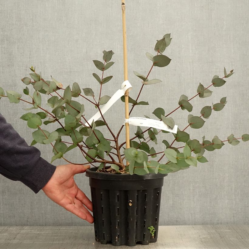 Amostra de Eucalyptus stellulata Vaso de 3 L/4 L tal como entregue na primavera