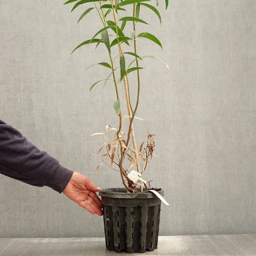 Amostra de Eucalyptus stricta Vaso de 4 L/5 L tal como entregue no outono