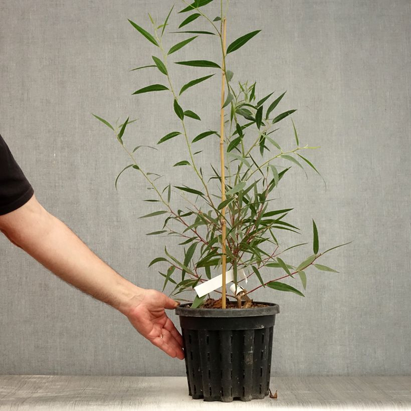 Amostra de Eucalyptus stricta Vaso de 4 L/5 L tal como entregue no verão