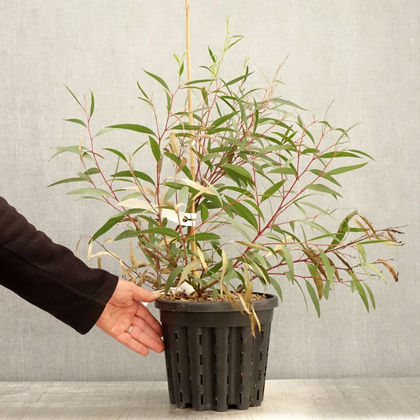 Amostra de Eucalyptus stricta Vaso de 4 L/5 L tal como entregue na primavera