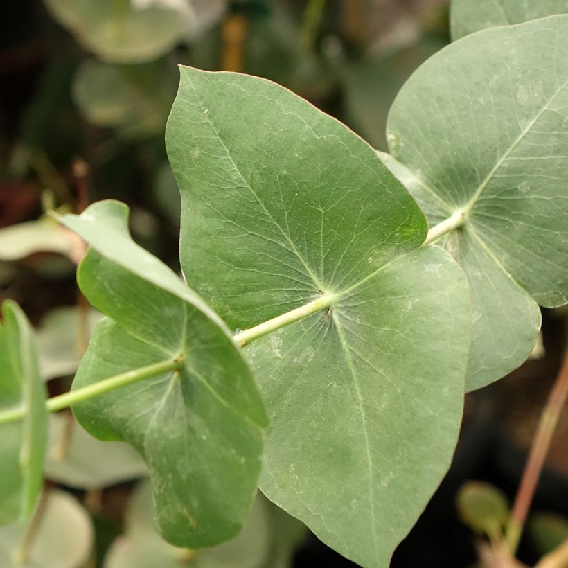 Eucalyptus sturgissiana (Folhagem)