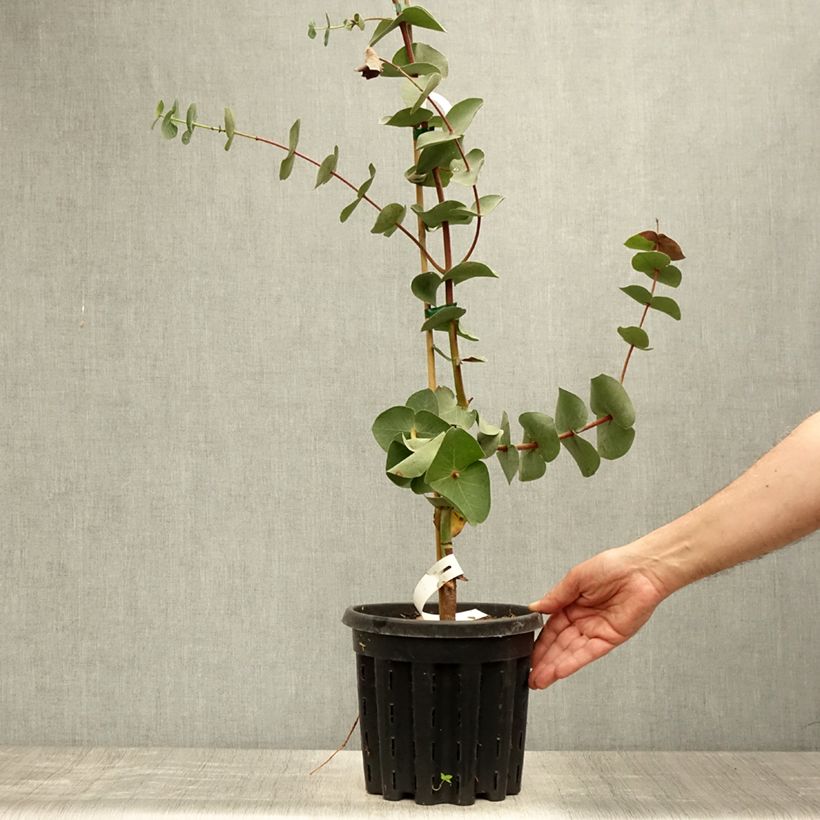 Amostra de Eucalyptus sturgissiana Vaso de 4 L/5 L tal como entregue no verão