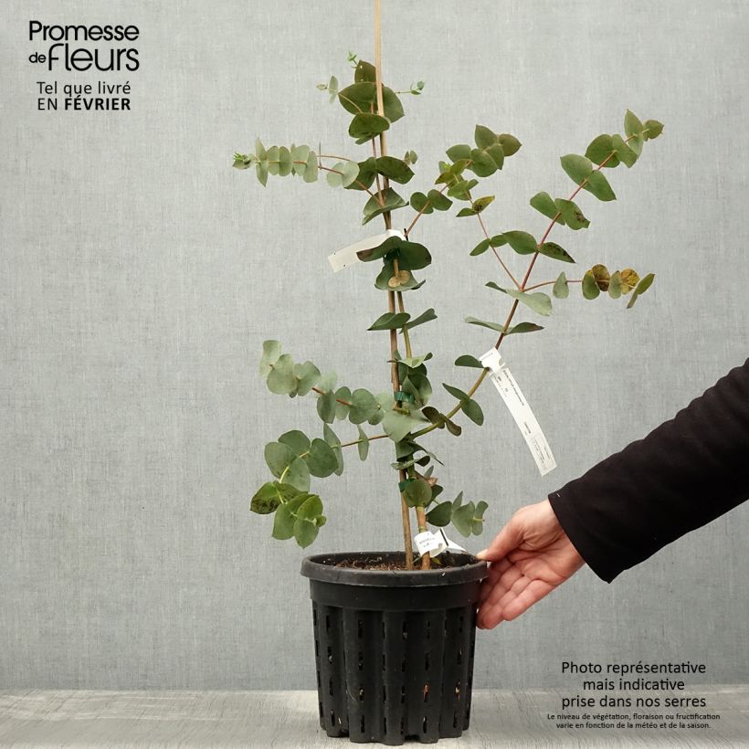 Amostra de Eucalyptus sturgissiana - Mallée d'Ettrema Vaso de 4 L/5 L tal como entregue no inverno
