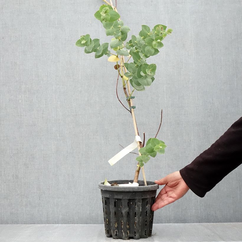 Amostra de Eucalyptus sturgissiana Vaso de 4 L/5 L tal como entregue no outono