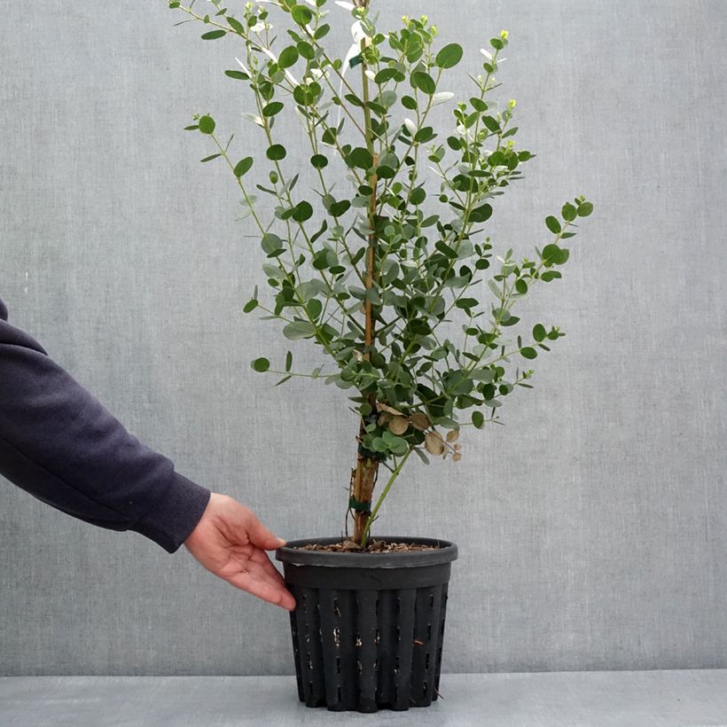 Amostra de Eucalyptus subcrenulata Vaso de 4 L/5 L tal como entregue na primavera