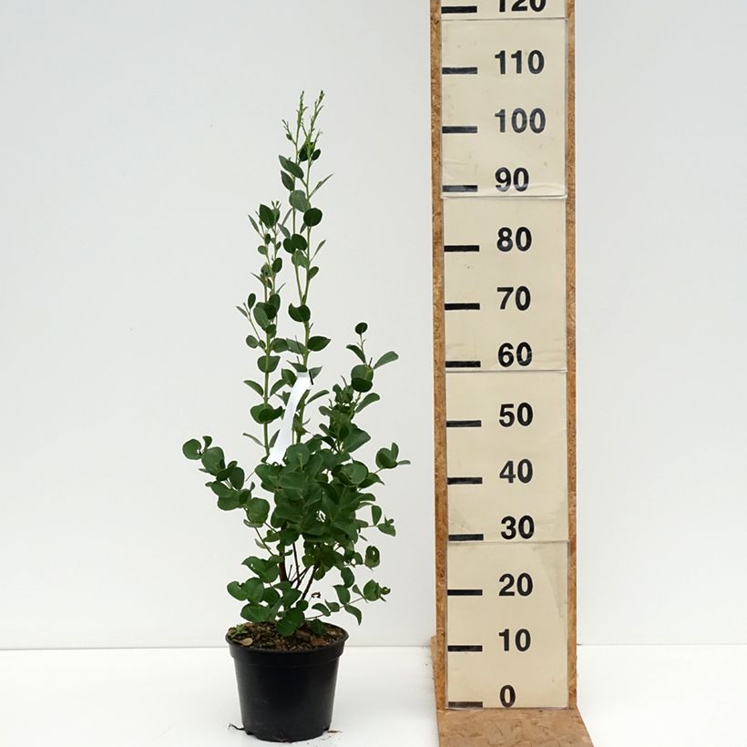 Amostra de Eucalyptus subcrenulata Vaso de 4 L/5 L tal como entregue no outono