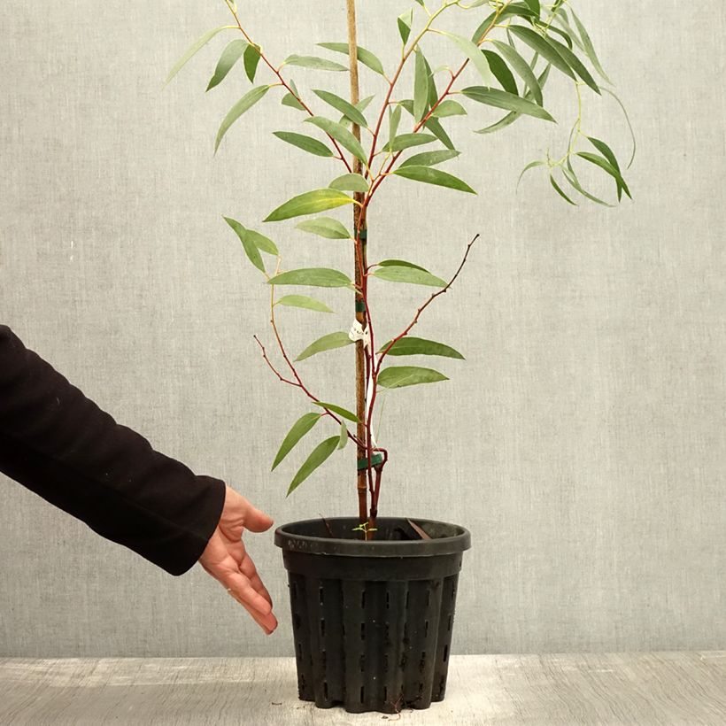 Amostra de Eucalyptus tetraptera Vaso de 4 L/5 L tal como entregue no outono