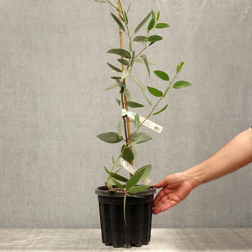 Amostra de Eucalyptus tetraptera Vaso de 4 L/5 L tal como entregue no verão