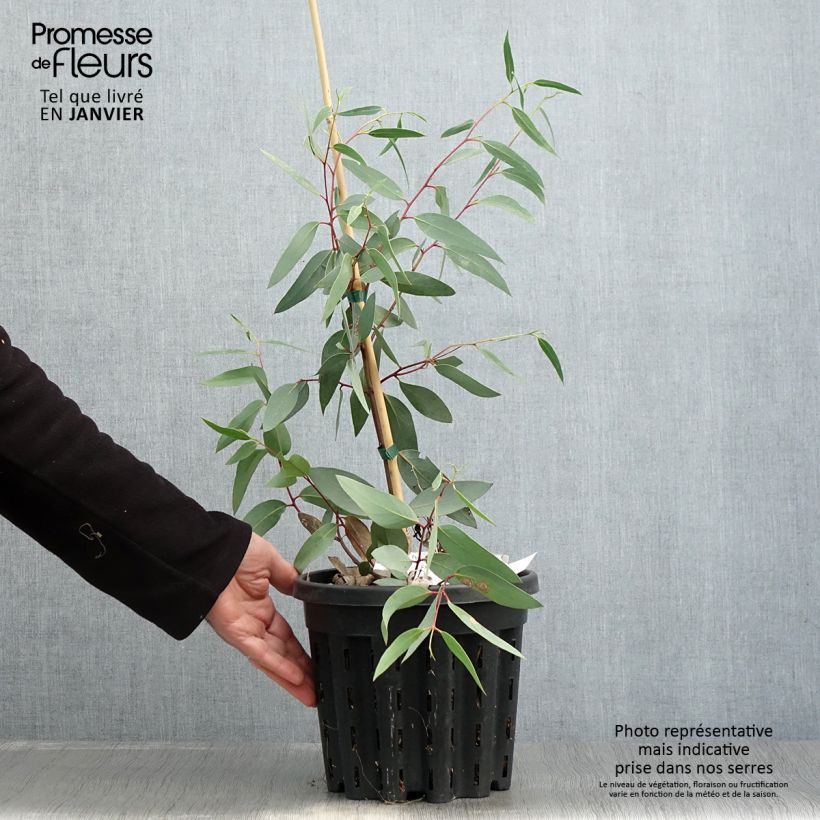 Amostra de Eucalyptus tetraptera - Mallée à quatre ailes ou à fruits carrés Vaso de 4 L/5 L tal como entregue no inverno