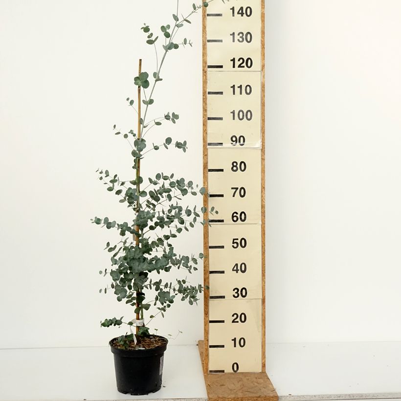 Amostra de Eucalyptus urnigera f. glaucus Vaso de 4 L/5 L tal como entregue no outono