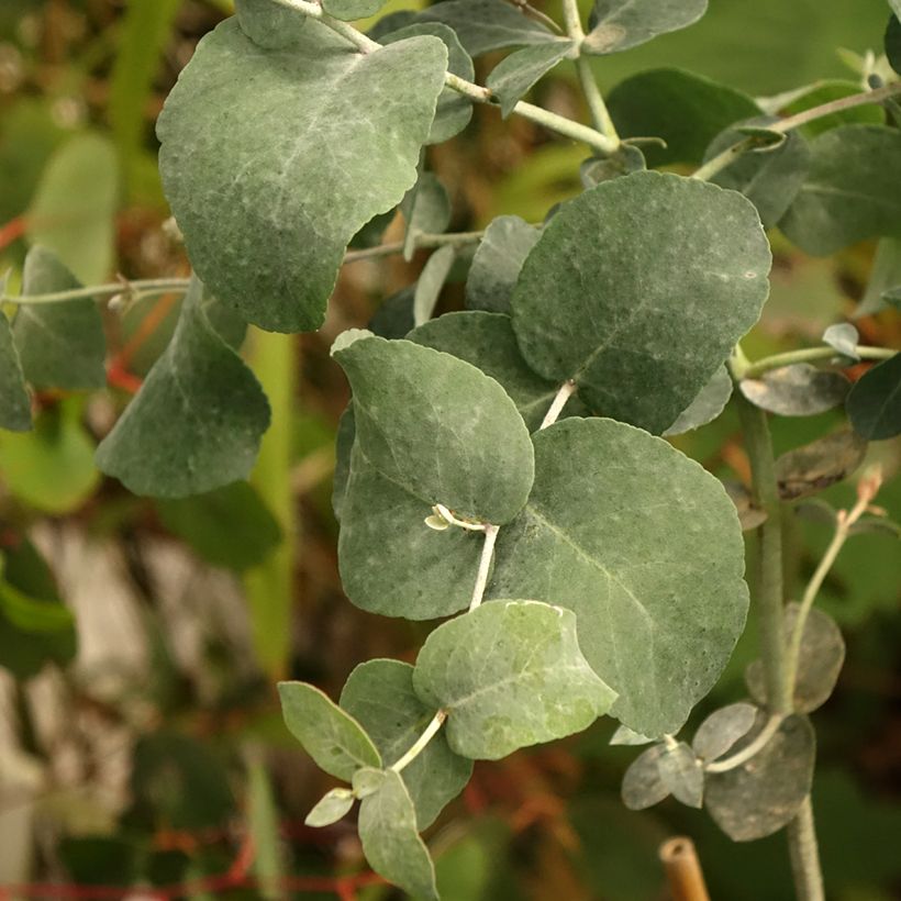 Eucalyptus urnigera f. glaucus (Folhagem)