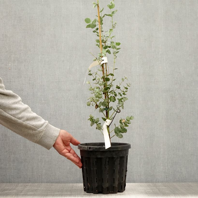 Amostra de Eucalyptus urnigera f. glaucus Vaso de 4 L/5 L tal como entregue no verão