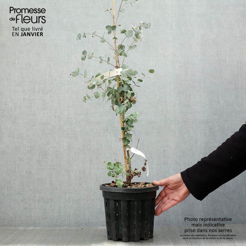 Amostra de Eucalyptus urnigera f. glaucus Vaso de 4 L/5 L tal como entregue no inverno