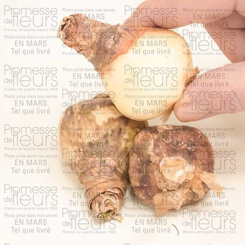 Exemplo de amostra de Eucharis amazonica - Lis d'Amazonie Bulbo size I tal como entregue