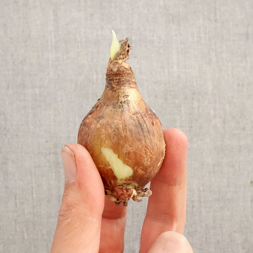 Amostra de Eucharis amazonica Bulbo Calibre I tal como entregue na primavera