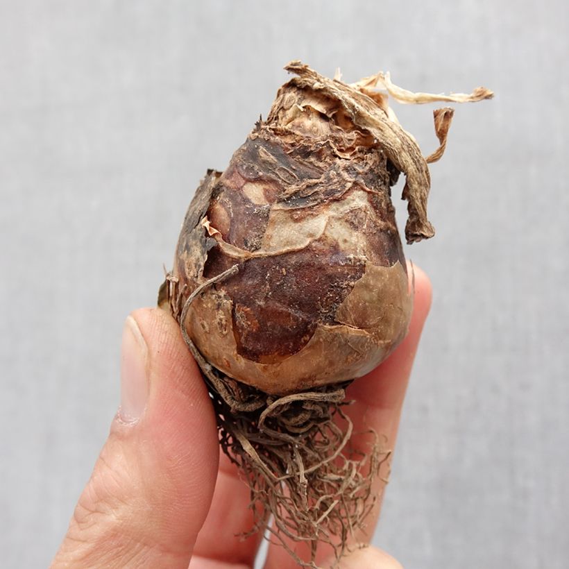 Amostra de Eucomis autumnalis - Eucomide Bulbo size 14+ tal como entregue na primavera