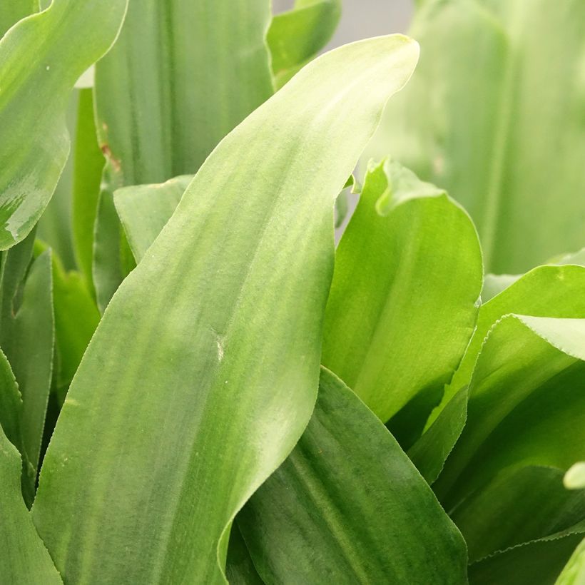Eucomis autumnalis (Folhagem)