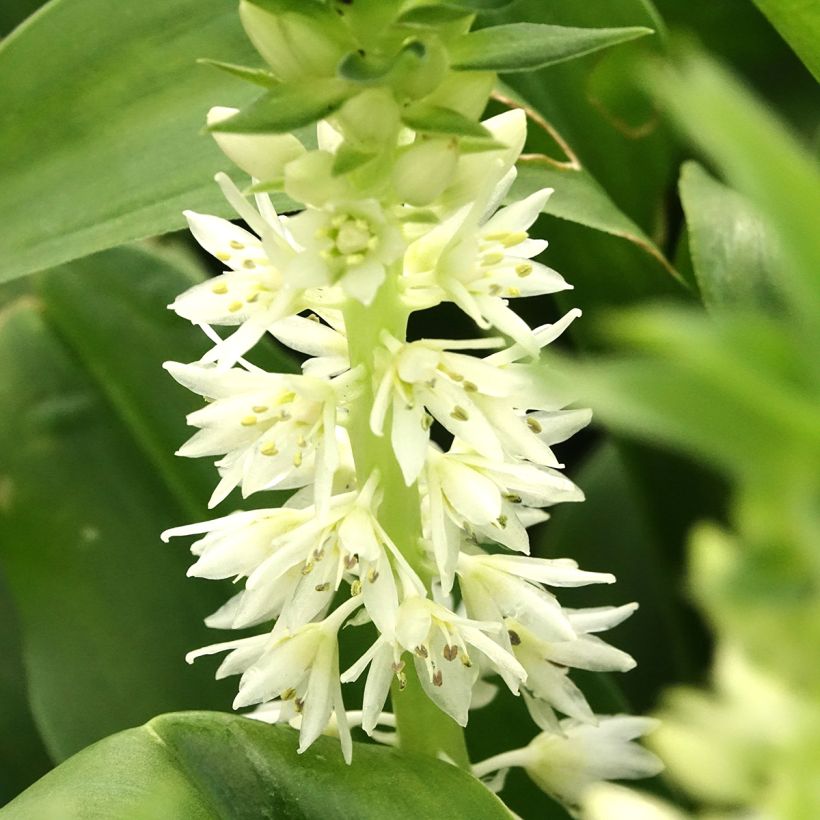 Eucomis autumnalis (Floração)