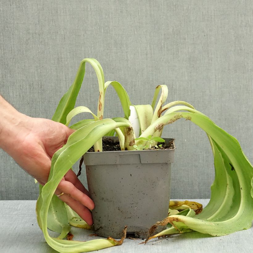 Amostra de Eucomis autumnalis Vaso de 2 L/3 L Calibre 14/16 tal como entregue no outono