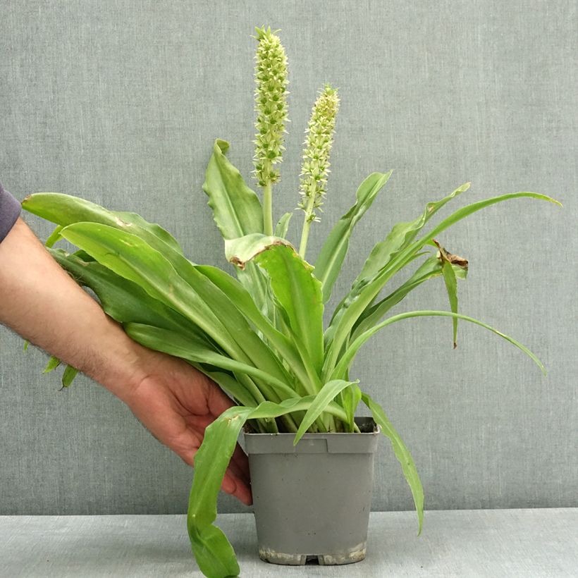 Amostra de Eucomis autumnalis Vaso de 2 L/3 L Calibre 14/16 tal como entregue no verão
