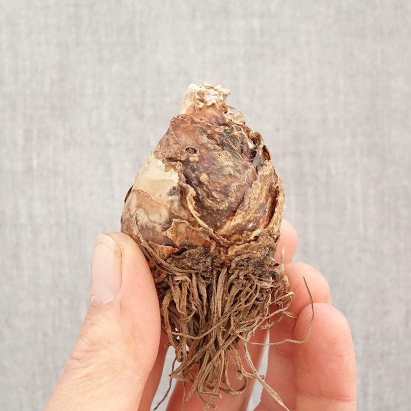 Amostra de Eucomis bicolor Alba Bulbo Calibre 16+ tal como entregue na primavera