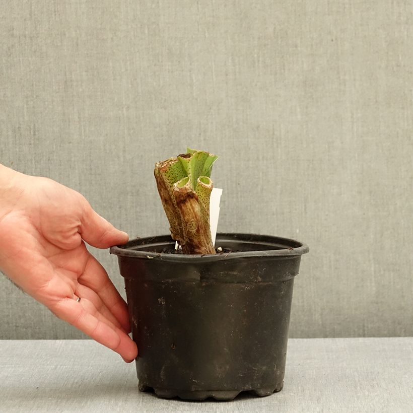 Amostra de Eucomis bicolor Vaso de 2 L/3 L Calibre 16/18 tal como entregue no outono