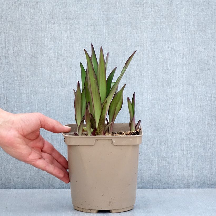 Amostra de Eucomis comosa Can Can - Fleur ananas Pot de 3L/4L Kaliber/Größe 18/20 tal como entregue na primavera