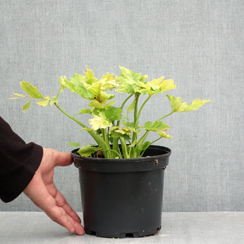 Amostra de Eucomis comosa Can Can Vaso de 3 L/4 L Calibre 18/20 tal como entregue no outono