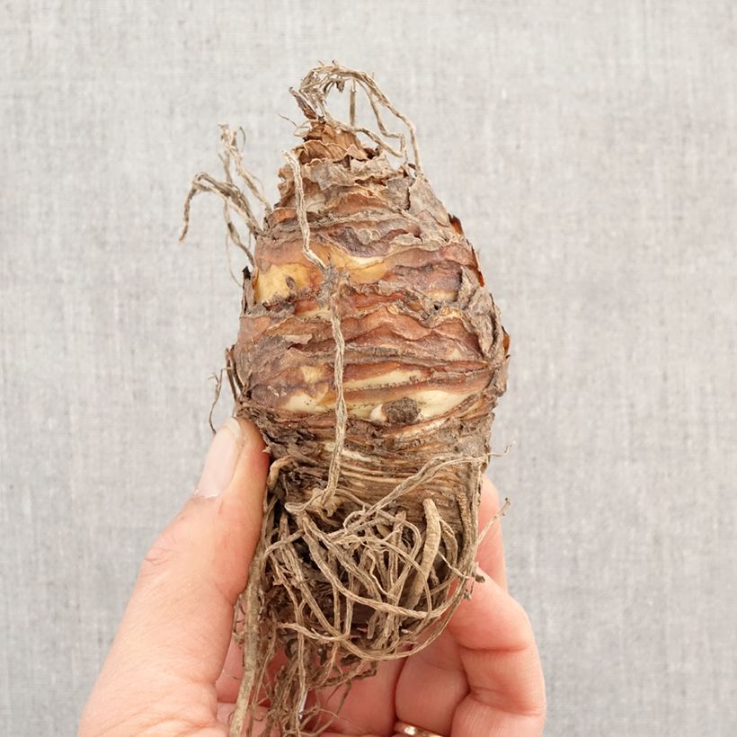 Amostra de Eucomis comosa Indian Summer Bulbo Calibre 18/20 tal como entregue na primavera