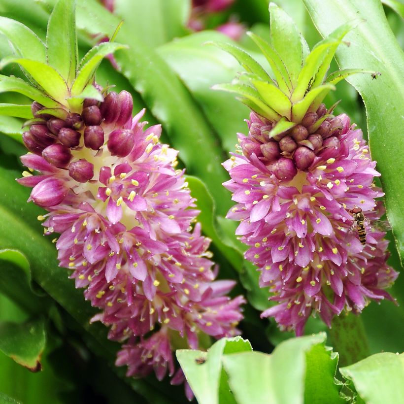 Eucomis comosa Sparkling Burgundy (Floração)