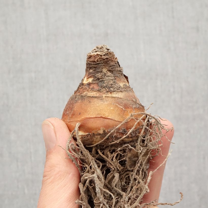 Amostra de Eucomis comosa Sparkling Burgundy®  - Eucomide rose à feuillage pourpre Bulbo size 18 tal como entregue na primavera