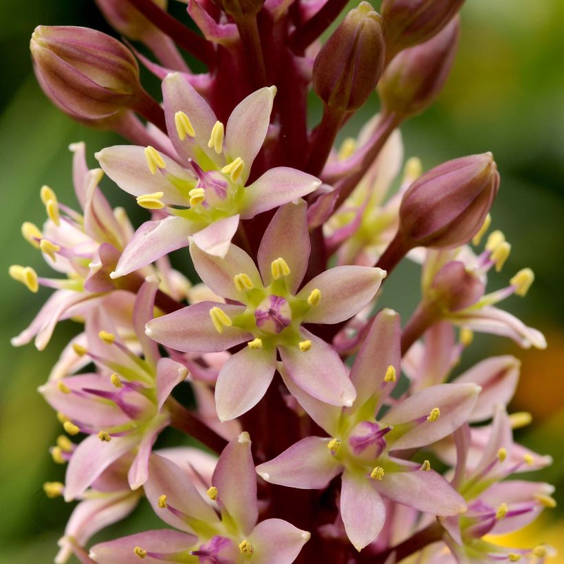 Eucomis comosa Sparkling Rosy® (Floração)