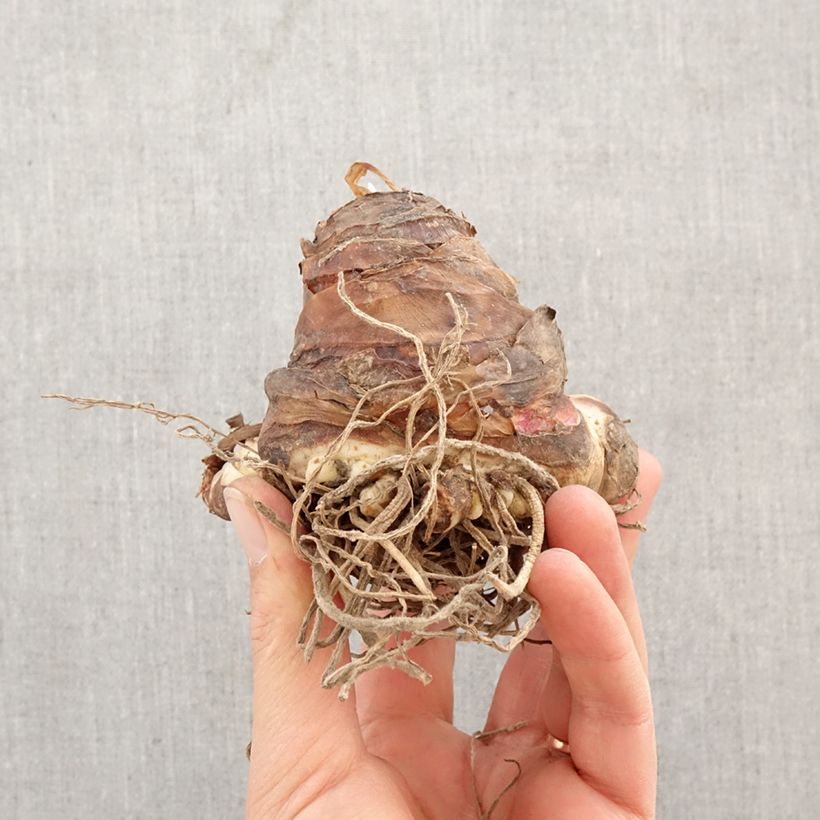 Amostra de Eucomis Playa Blanca Bulbo Calibre 18/20 tal como entregue na primavera