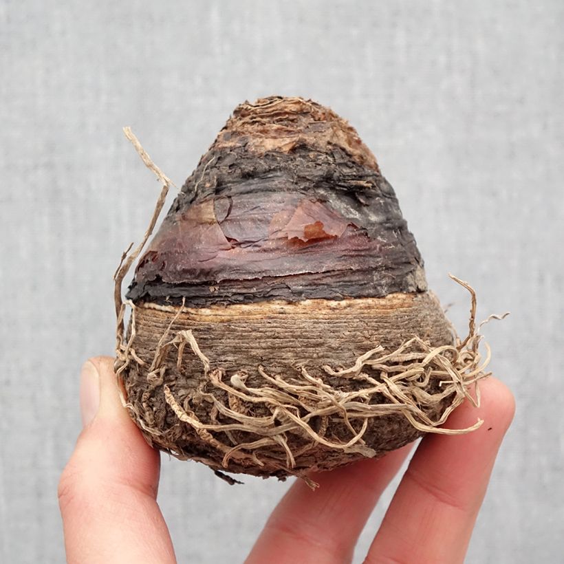 Amostra de Eucomis pole-evansii - Eucomide blanche à coeur mauve. Bulbo size 24+ tal como entregue na primavera