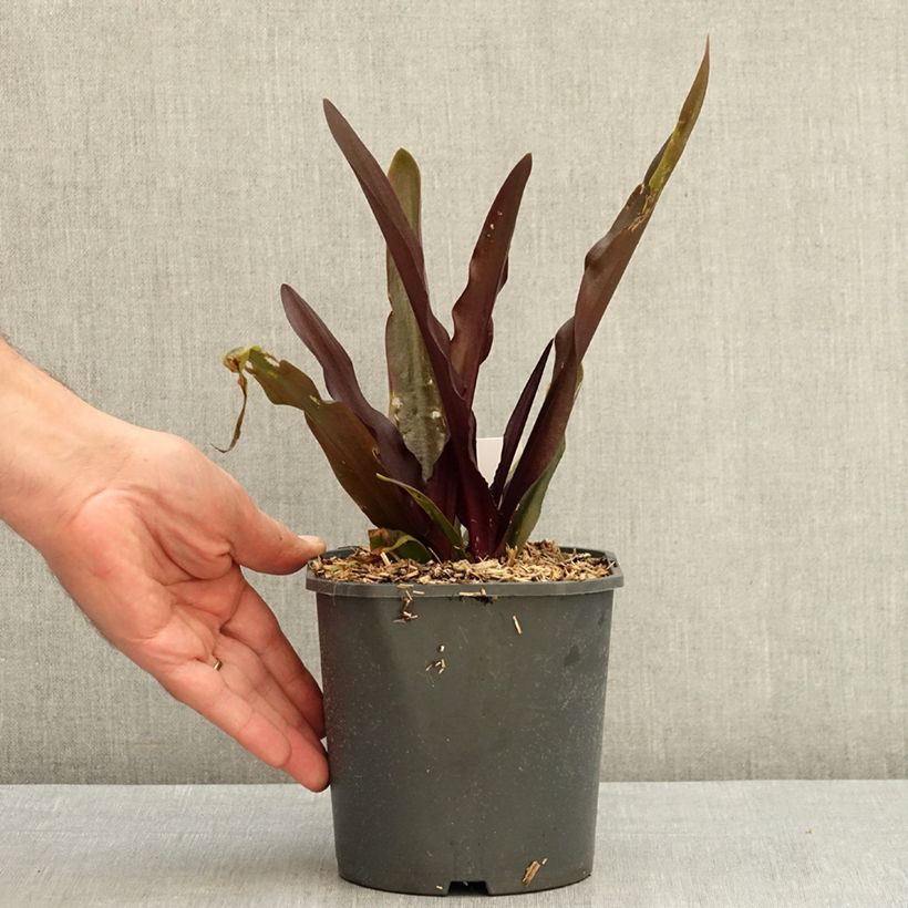 Amostra de Eucomis Purple Reign Vaso de 1 L/1,5 L Calibre 14+ tal como entregue no verão